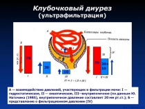 Клубочковый диурез (ультрафильтрация)