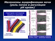 Механизмы ацидификации мочи