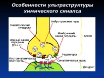 Особенности ультраструктуры химического синапса