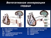 Вегетативная иннервация сердца