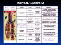 Железы желудка