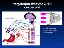 Регуляция желудочной секреции