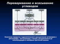 Переваривание и всасывание углеводов 