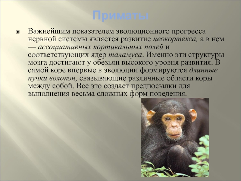 Приматы какое развитие. Нервная система приматов. Приматы презентация. Уровень развития примат. Нервная система обезьян.