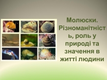 МОЛЮСКИ. РОЛЬ У ПРИРОДІ