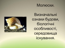 МОЛЮСКИИ. ОЗНАКИ БУДОВИ