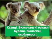 ССАВЦІ. ОЗНАКИ БУДОВИ