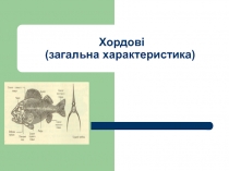 ХОРДОВІ