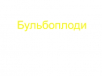Бульбоплоди