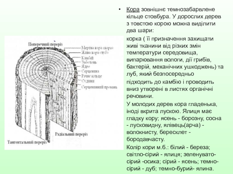 Между древесиной и лубом располагается