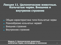 Целомические-кольчатые черви
