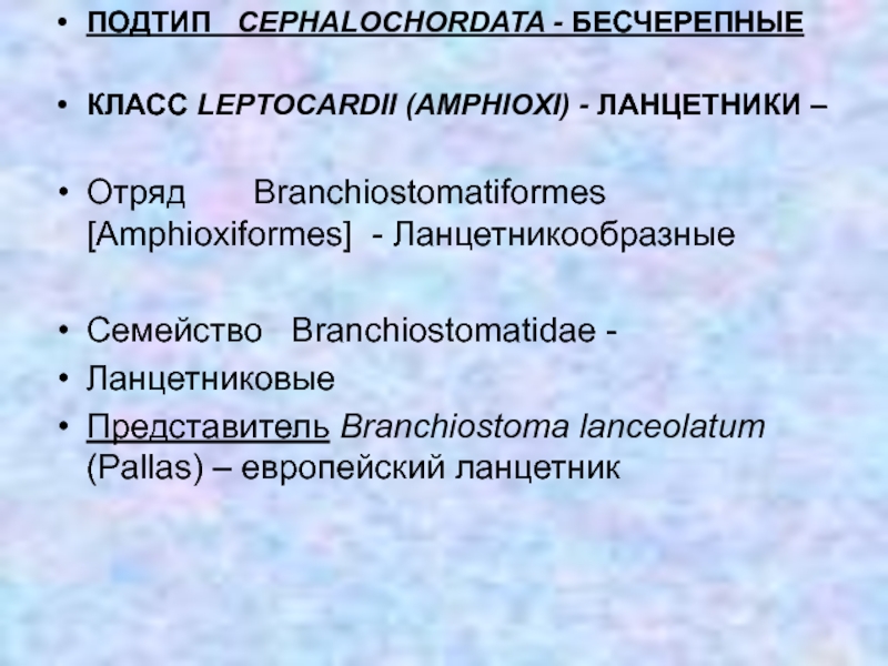 ПОДТИП  CEPHALOCHORDATA - БЕСЧЕРЕПНЫЕКЛАСС LEPTOCARDII (AMPHIOXI) - ЛАНЦЕТНИКИ – Отряд    Branchiostomatiformes [Amphioxiformes] -