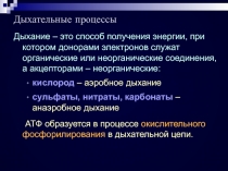 Дыхательные процессы 
