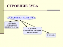 БИОХИМИЯ ЗУБА