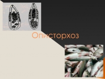 Описторхоз