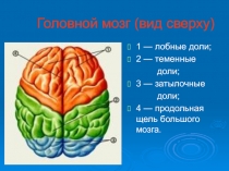 Большие полушария головного мозга