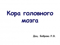 Кора головного мозга 