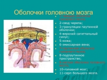Оболочки головного мозга 
