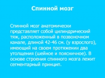 Спинной мозг 