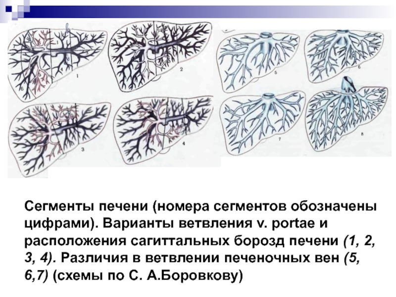 На рисунке печень обозначена цифрой. Хирургические сегменты печени. Хирургическая анатомия печени. Хирургическая анатомия печени желчных путей. Сегменты печени по номерам.