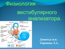 Физиология вестибулярного анализатора