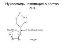 Нуклеозиды, входящие в состав РНК 