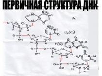 Строение ДНК