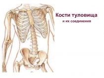 Лекция. Кости туловища.ppt