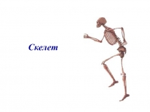 Скелет.ppt