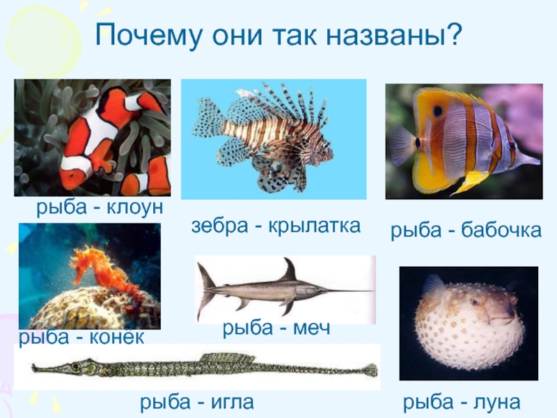 Морские рыбы презентация