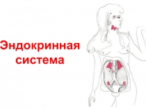 14 Эндокриннаяя система.ppt
