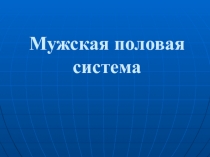 Мужская половая система
