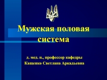 Мужская половая система 