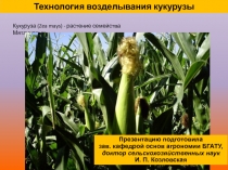 Технология возделывания кукурузы 