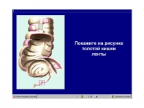 пищеварительная система 