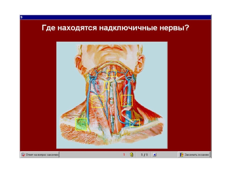 Глубокая шейная петля. Шейная петля. Поверхностная шейная петля. Шейная петля расположена.