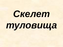 Скелет туловища