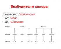 Возбудители холеры 