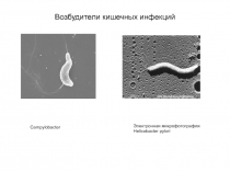 Возбудители кишечных инфекций