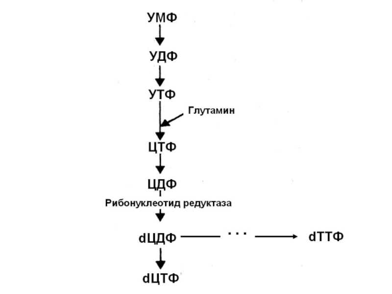 Цтф