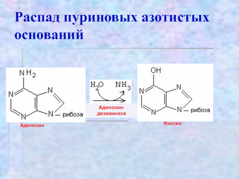 Распад пуриновых. Конечным продуктом распада пиримидиновых азотистых оснований. Аденозин это пуриновое основание. Распад пуриновых азотистых оснований. Распад пуриновых нуклеопротеидов.