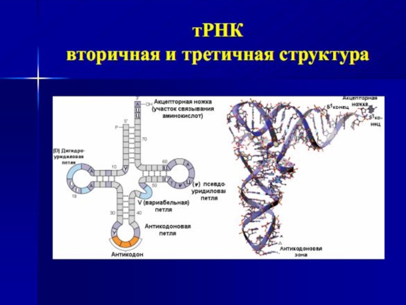 Вторичная рнк. Структуры РНК первичная вторичная и третичная. Первичная и вторичная структура РНК. Строение ТРНК первичная структура. Строение вторичной структуры РНК.