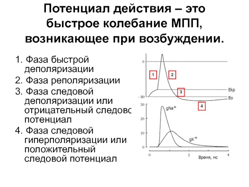 Дополнительный потенциал. Фазы мембранного потенциала действия. Стадии потенциала действия физиология. Фазы потенциала действия физиология. Фазы потенциала действия физиология график.