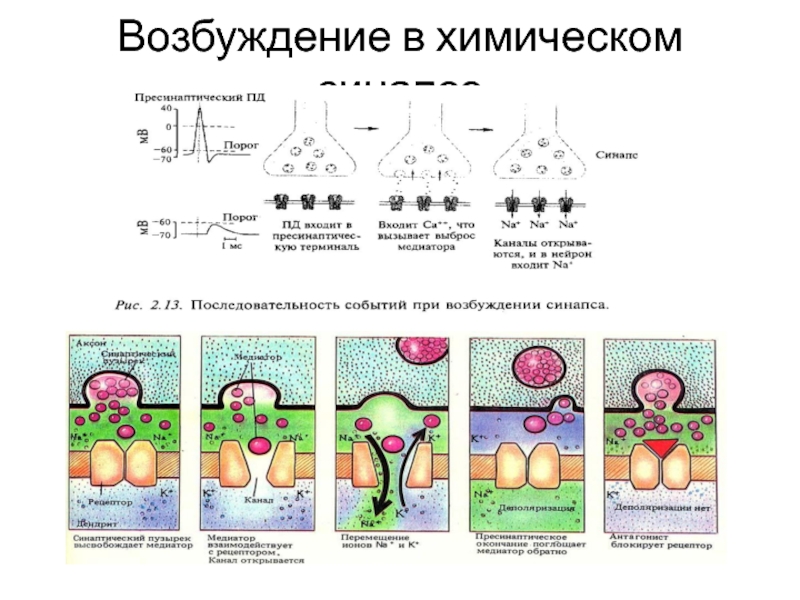 Виды возбуждения. Возбуждение и торможение новорожденного. Химический элемент приводит к возбуждению и торможению ЦНС. Возбуждение в химии. Торможение и возбуждение в ЦНС натрий калий.