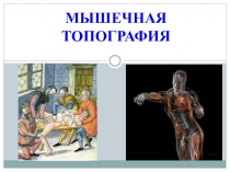 Мышечная топография 