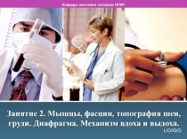 Мышцы, фасции, топография шеи, груди. Диафрагма. Механизм вдоха и выдоха. 
