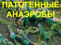 ПАТОГЕННЫЕ АНАЭРОБЫ