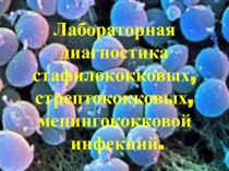 Лабораторная диагностика стафилококковых, стрептококковых, менингококковой инфекций.