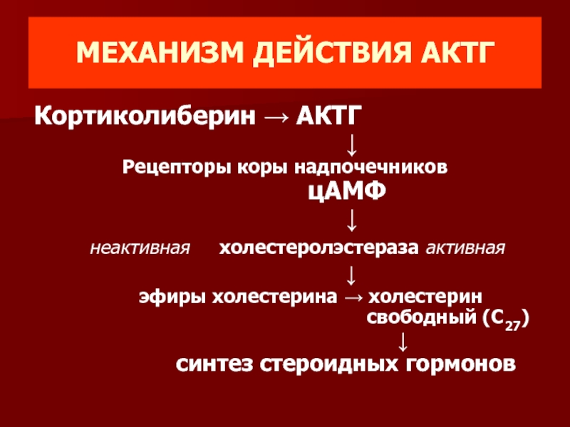 Актг гормон. Адренокортикотропный гормон механизм действия. АКТГ механизм действия. АКТГ химическая структура.