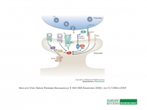 Reelin modulates NMDA 